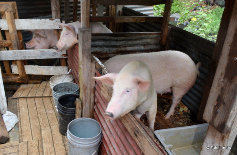 Les quatre cochons au cœur de la querelle Les quatre cochons au cœur de la querelle