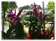 Premier Festival de la fleur du 4 au 14 février