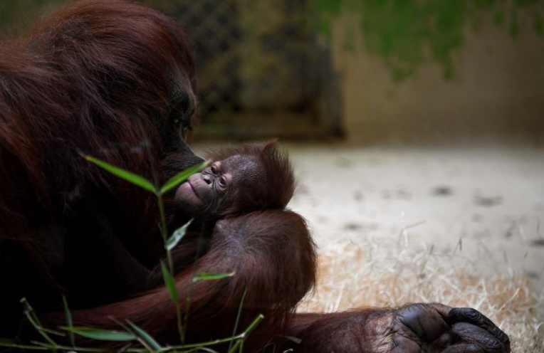 Naissance d'un bébé orang-outan au Jardin des Plantes à Paris