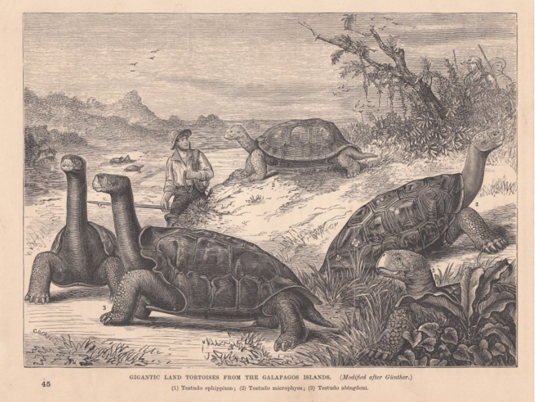 Gravure ancienne montrant les tortues terrestres des Galapagos ; celle au premier plan, avec la carapace relevée sur le cou, ressemble à certaines selles de cheval utilisées en Espagne ; beaucoup ont cru que c’étaient les selles qui avaient donné leur nom (galapagos) à l’archipel, alors que c’est exactement le contraire. Gravure ancienne montrant les tortues terrestres des Galapagos ; celle au premier plan, avec la carapace relevée sur le cou, ressemble à certaines selles de cheval utilisées en Espagne ; beaucoup ont cru que c’étaient les selles qui avaient donné leur nom (galapagos) à l’archipel, alors que c’est exactement le contraire.