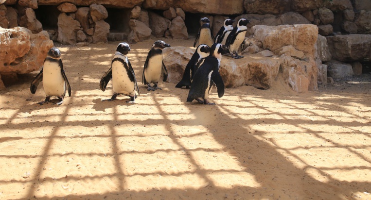 Un couple de pingouins mâles fait naître un enfant