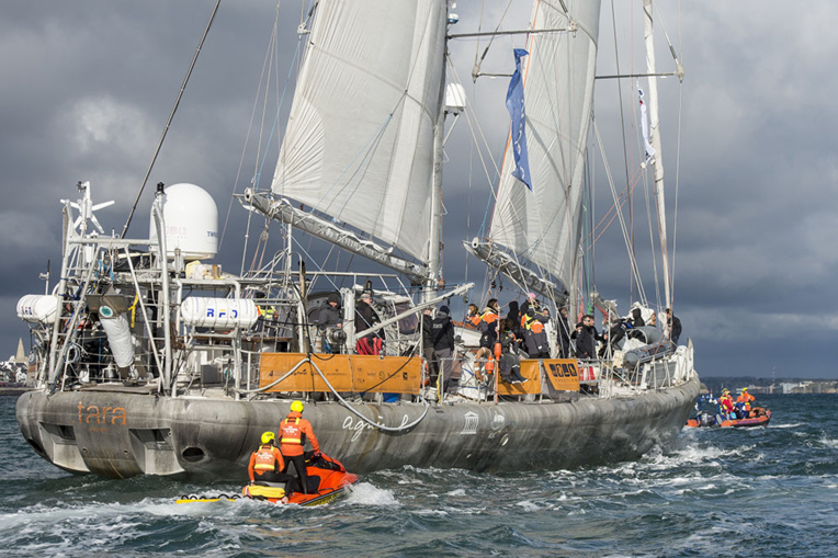 Retour de l'expédition Tara après deux ans et demi à explorer les fragiles coraux