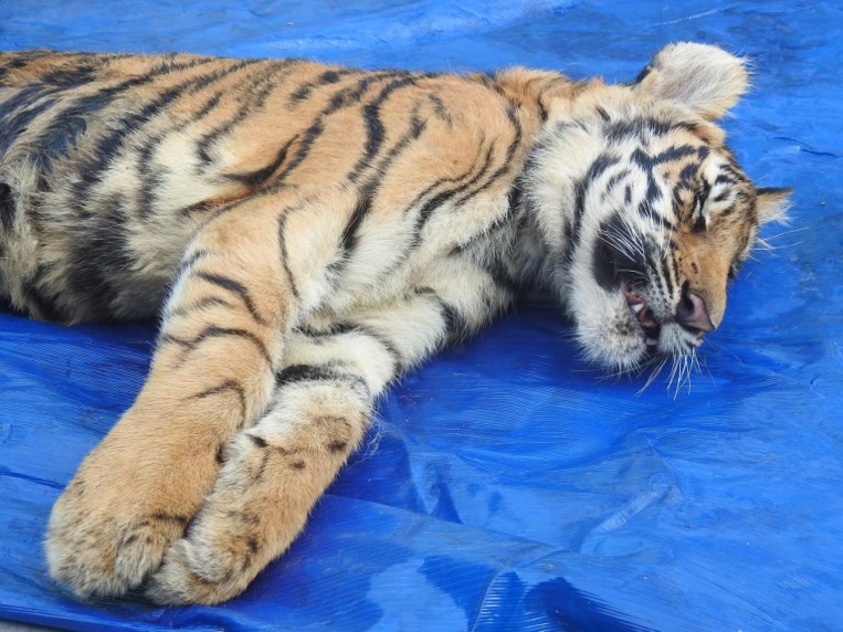 Chine: tigres et rhinocéros réautorisés à la vente, colère des écologistes Chine: tigres et rhinocéros réautorisés à la vente, colère des écologistes