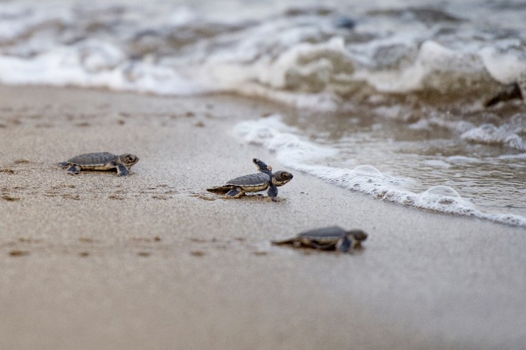 Combat pour sauver les tortues de mer en Birmanie