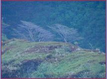 Alerte à la sécheresse à Moorea