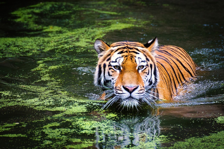 Au Népal, des caméras cachées pour compter les tigres sauvages Au Népal, des caméras cachées pour compter les tigres sauvages