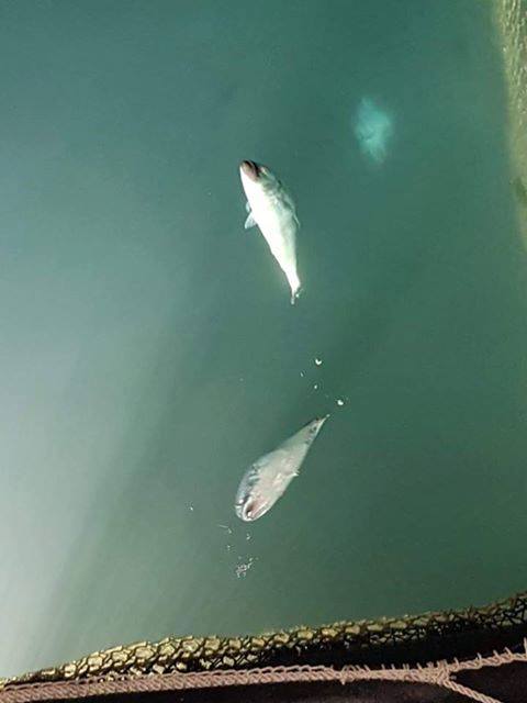 Les photos des poissons morts flottant à la surface des parcs à poissons. Crédit Facebook PAP