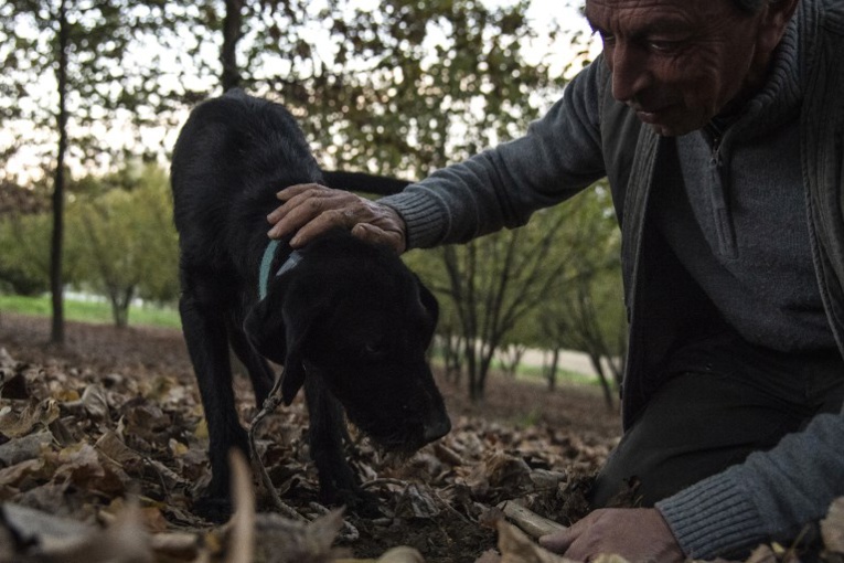 En Italie, les chiens truffiers ont leur propre "université" En Italie, les chiens truffiers ont leur propre "université"