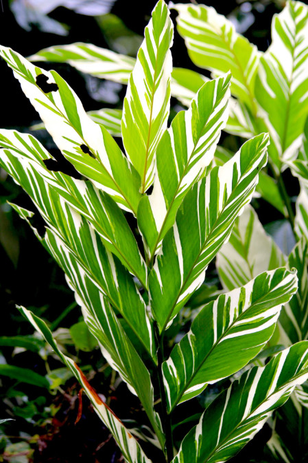 Alpinia vittata est une Zingibéracée reconnaissable à son splendide feuillage.