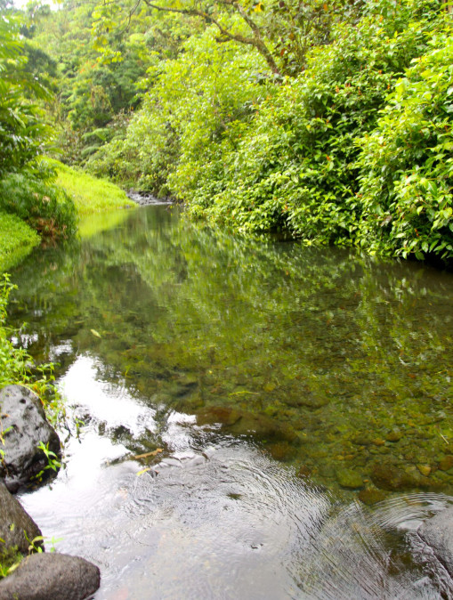 La bonne santé de la rivière est évidente lorsqu’on prend le temps d’observer sa faune, sa flore et ses eaux cristallines.
