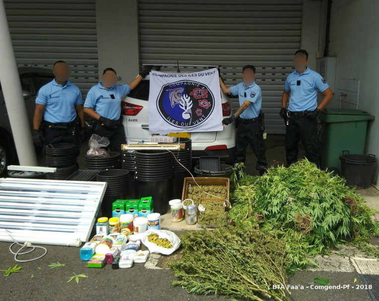 1032 pieds de paka saisis à Huahine 1032 pieds de paka saisis à Huahine