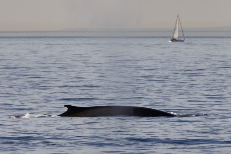 Hausse des populations de baleines et gorilles des montagnes Hausse des populations de baleines et gorilles des montagnes