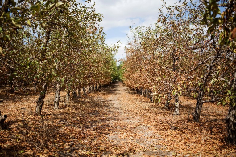 Contre la sécheresse, Le Cap devrait déraciner les arbres non indigènes Contre la sécheresse, Le Cap devrait déraciner les arbres non indigènes