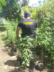 1500 pieds de paka découverts à Raiatea