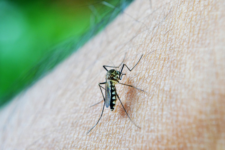 La lutte contre la paludisme au point mort, selon l'OMS