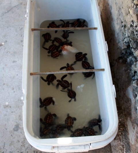 Une action Etat/Pays dans la lutte contre le trafic des tortues