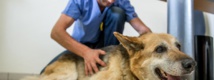 Une loi du Pays pour encadrer la profession de vétérinaire