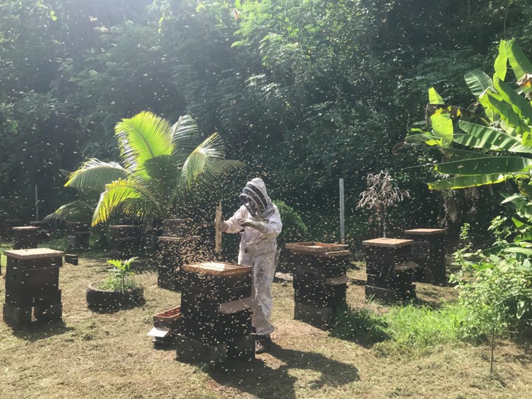Apiculture : une filière à l'épreuve Apiculture : une filière à l'épreuve