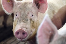 Des centaines de cochons entiers volés pendant 6 ans