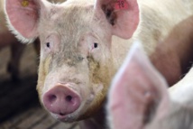 Des centaines de cochons entiers volés pendant 6 ans Des centaines de cochons entiers volés pendant 6 ans