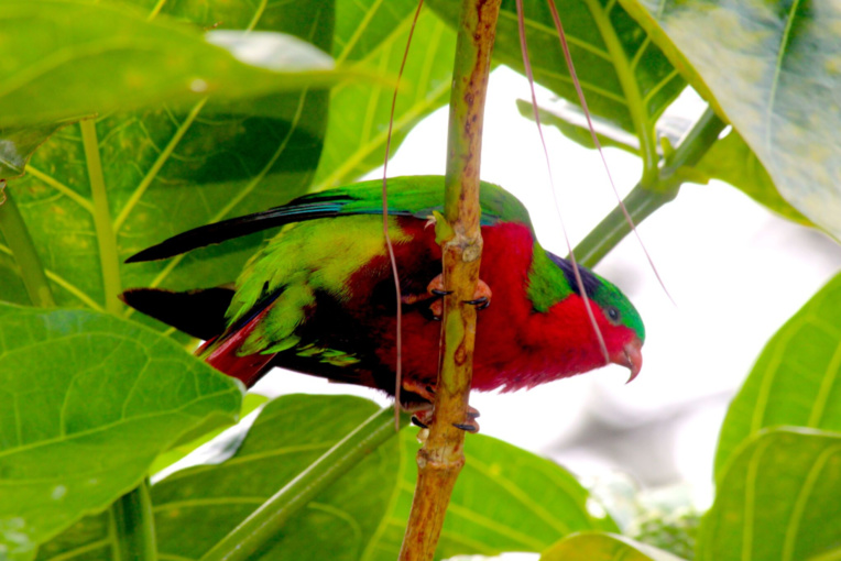 Sur un nono perché, la perruche exhibe le rouge de son ventre. Sur un nono perché, la perruche exhibe le rouge de son ventre.