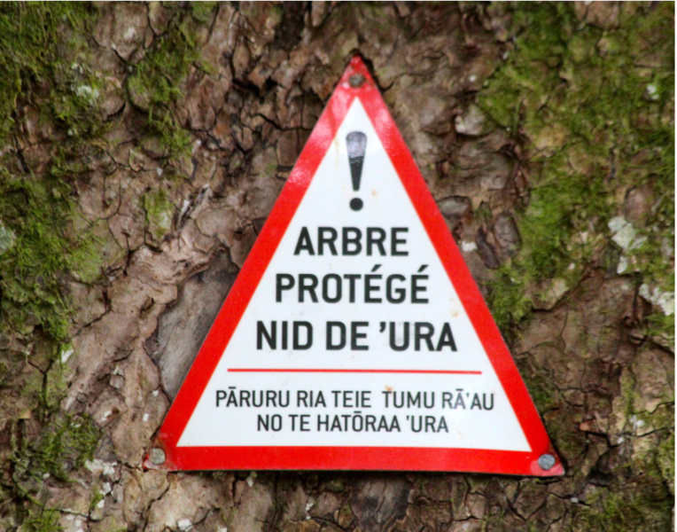 Tous les arbres où nichent les perruches sont protégés. Tous les arbres où nichent les perruches sont protégés.