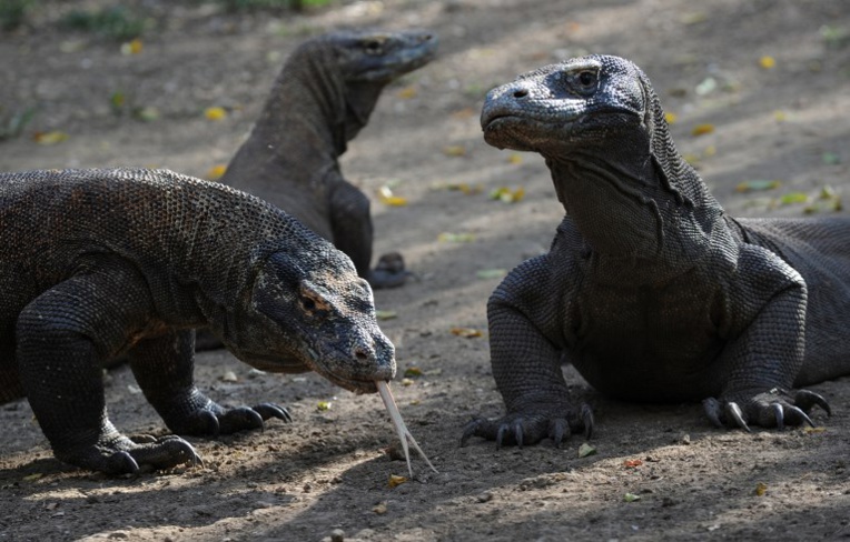 Voir un dragon de Komodo de près pourrait bientôt coûter 500 dollars Voir un dragon de Komodo de près pourrait bientôt coûter 500 dollars