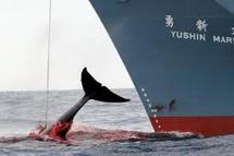 Japon: la pêche à la baleine harponnée par le tsunami