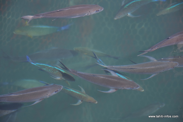 Marina de Papeete : "On ne peut accepter les conditions de détention de ces poissons" Marina de Papeete : "On ne peut accepter les conditions de détention de ces poissons"