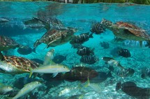 Réouverture de l'hôtel LE MERIDIEN de Bora Bora