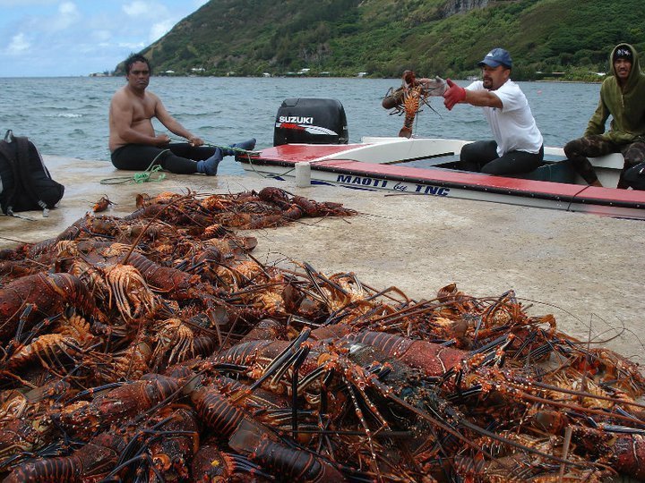 Pêche miraculeuse de langoustes à Rapa après l'ouverture du Rahui