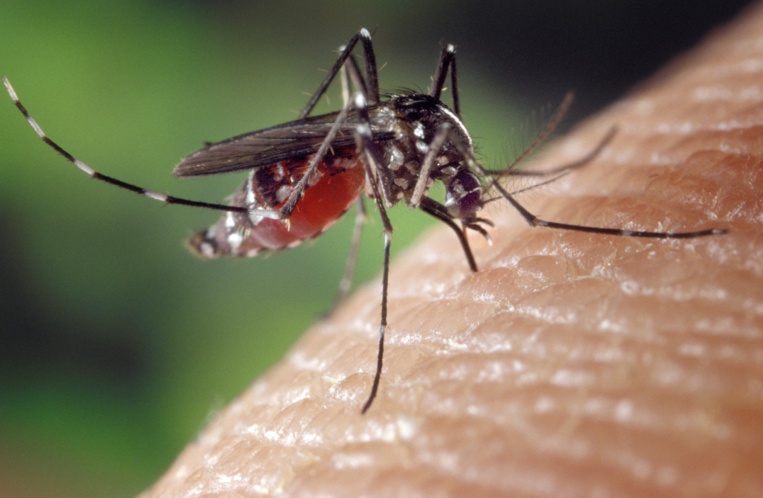 La dengue de type 1 circule toujours à Tahiti, Bora Bora et Rangiroa.