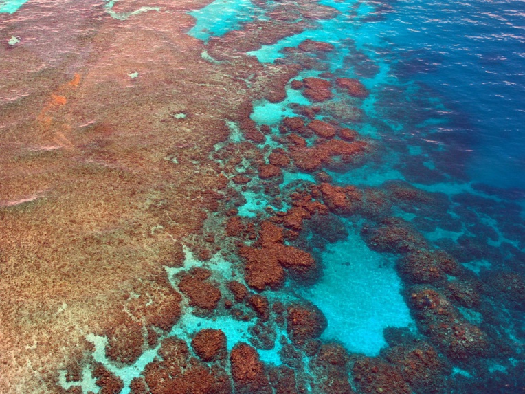 Pour sauver la Grande Barrière, un ambitieux programme d'élevage de larves de coraux