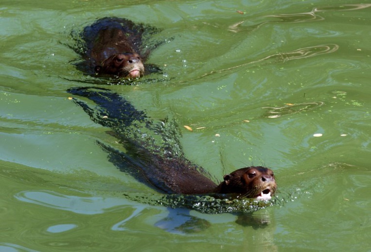 Loutre contre carpes: le combat qui tient le Canada en haleine Loutre contre carpes: le combat qui tient le Canada en haleine