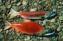 Au Canada, de "super-saumons" rouges capables de survivre au réchauffement