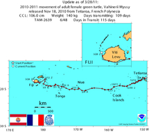 Des tortues suivies par satellite: une étude menée par Te mana o te moana.
