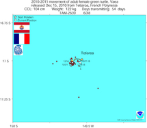 Des tortues suivies par satellite: une étude menée par Te mana o te moana.