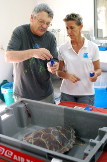 Des tortues suivies par satellite: une étude menée par Te mana o te moana.