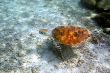 Tortue marine : la DIREN envisage toujours d'autoriser la chasse