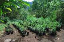 2 800 pieds de paka découverts à Papara