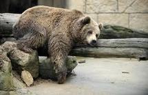 Russie: il voulait passer la frontière avec un ours dans sa Renault Kangoo