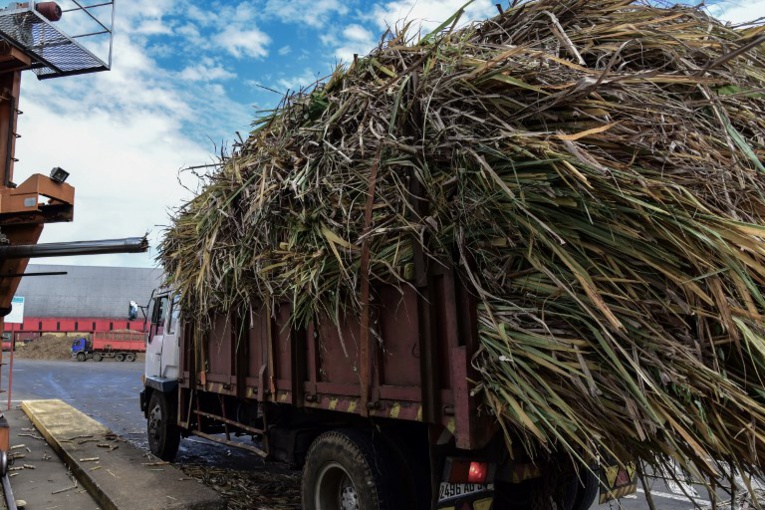 A Maurice, tout est bon dans la canne à sucre, même l'électricité A Maurice, tout est bon dans la canne à sucre, même l'électricité