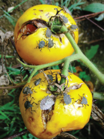 La punaise diabolique et son repas de tomates (crédit photo : Journal of Integrated Pest Management, Volume 5, Issue 3, 1 September 2014)