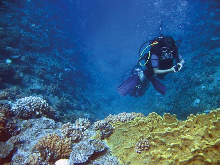 Survivre au blanchissement rend la Grande barrière de corail "plus résistante à la chaleur"