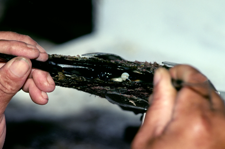 Les travailleurs de la perle