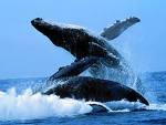 Les baleines ont leur « playlist » chaque saison