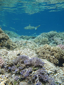 Le LABEX CORAIL lauréat du premier appel à projets " laboratoires d'excellence "