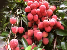 Le litchi, trésor rouge de Tubuai