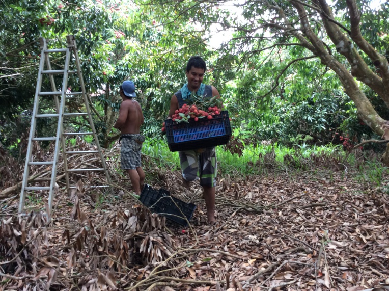 La cueillette se fait en famille La cueillette se fait en famille