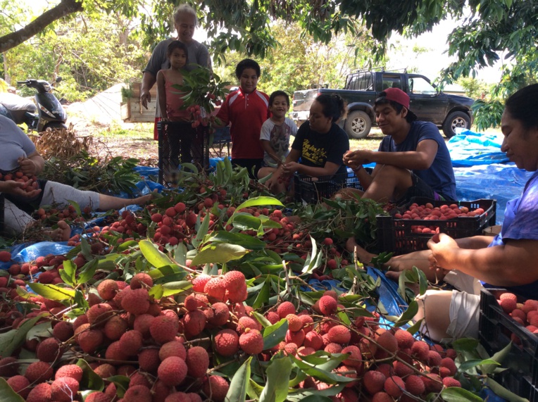 Une fois la cueillette terminée, place au tri des litchis. Une fois la cueillette terminée, place au tri des litchis.